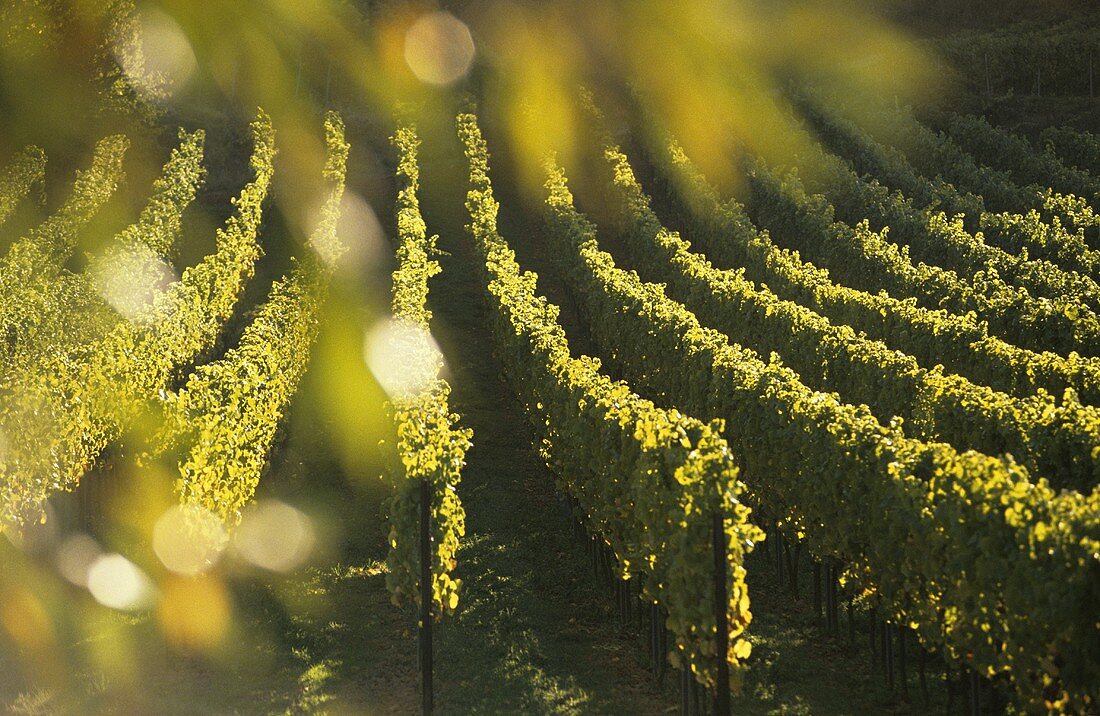 Vineyard in evening sun