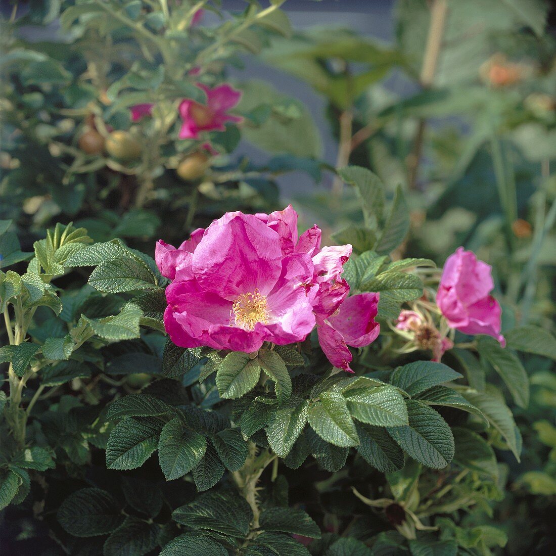 Wild roses on the bush