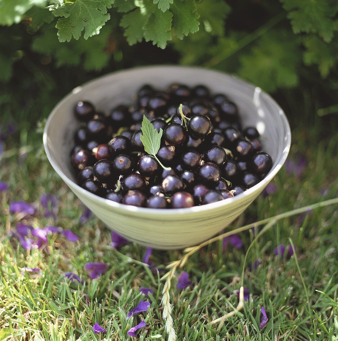 Schwarze Johannisbeeren in einer Schüssel im Gras