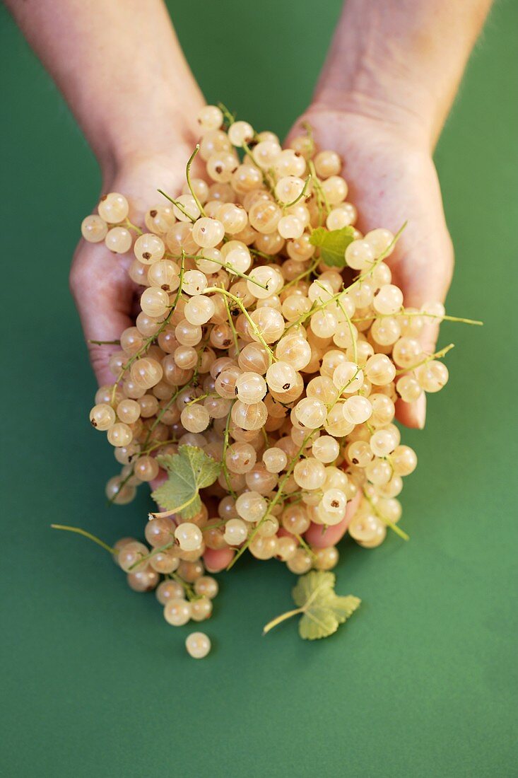 Two hands holding white currants