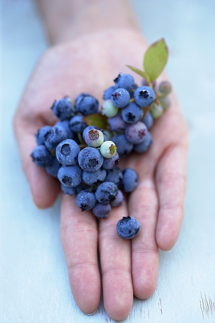 Fresh blueberries lying in someone's hand