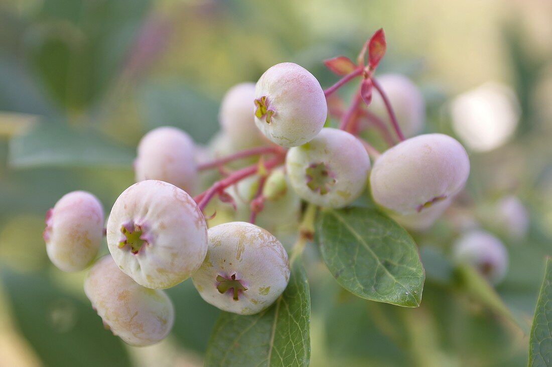 American blueberries