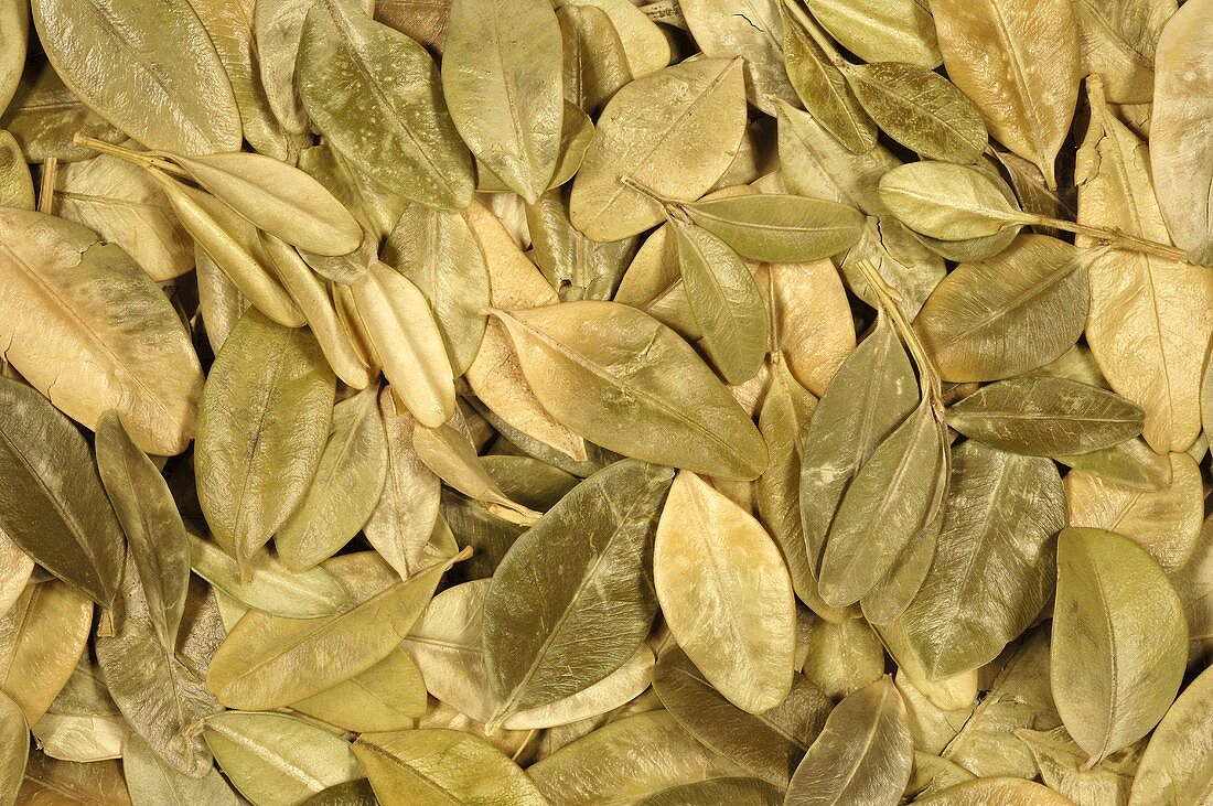 Dried box leaves