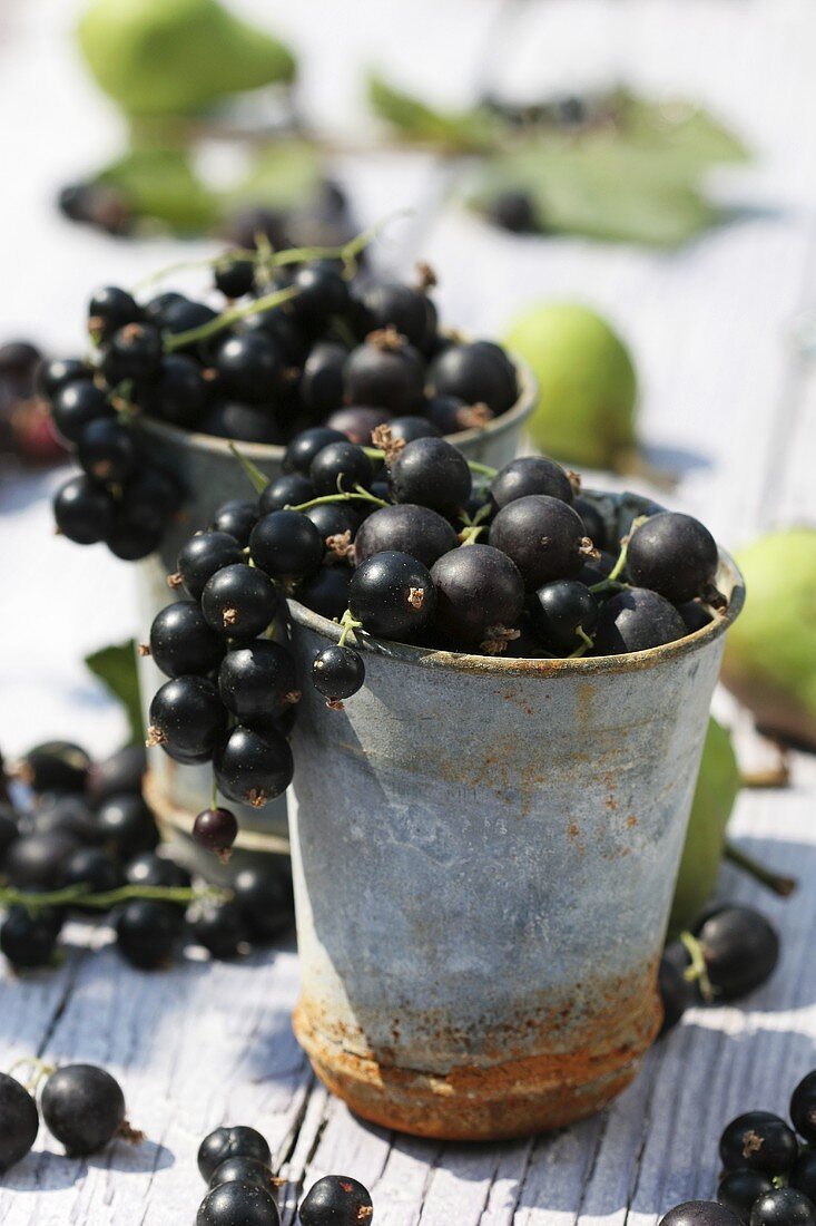 Blackcurrants in metal pots