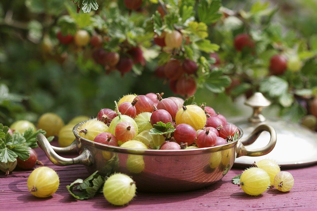 Frische Stachelbeeren in einer Silberschale