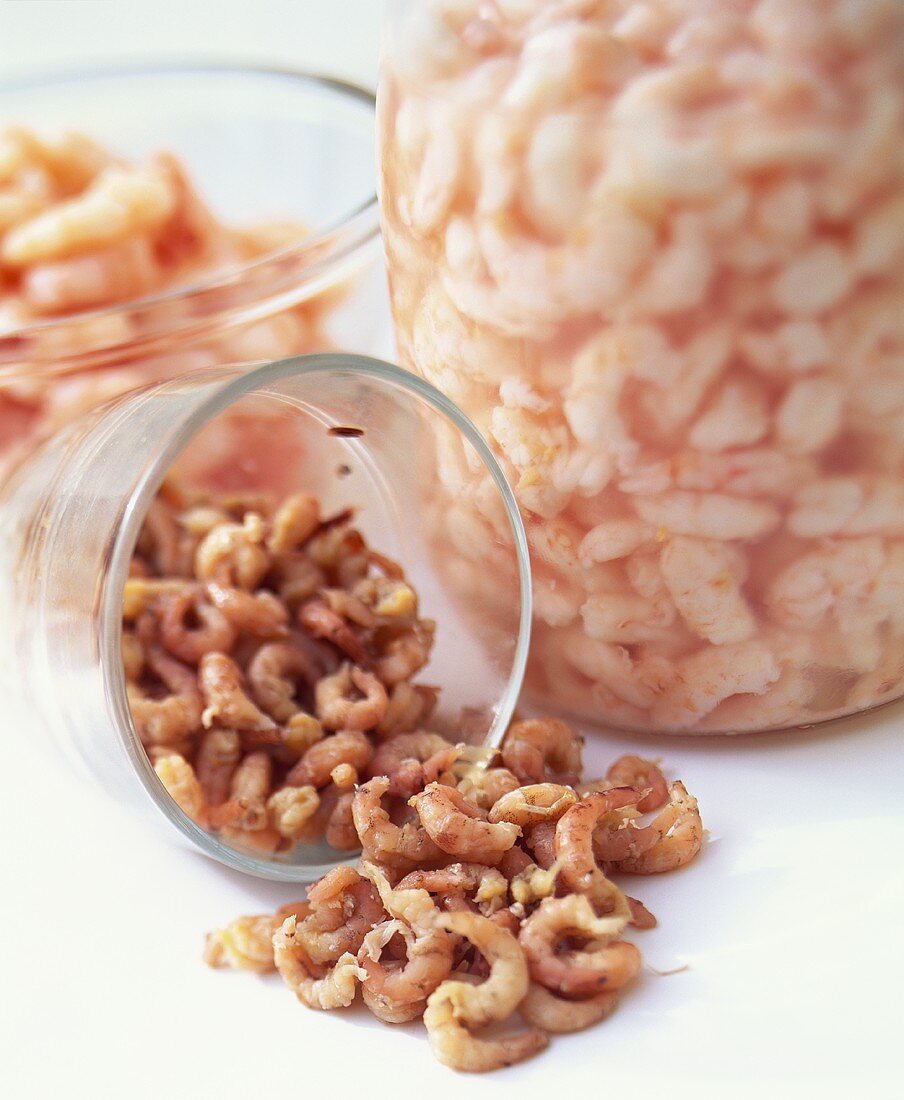 Common shrimps and shrimps in brine