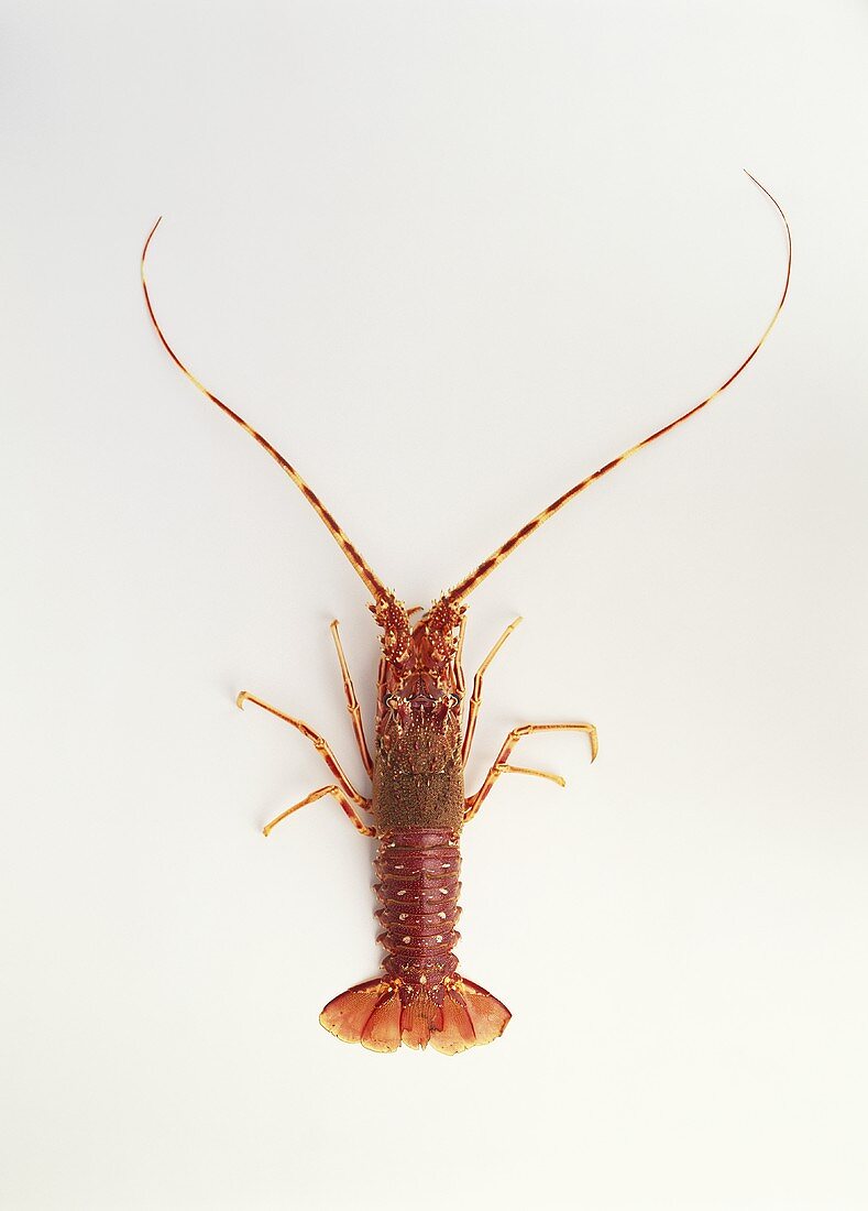 A European spiny lobster