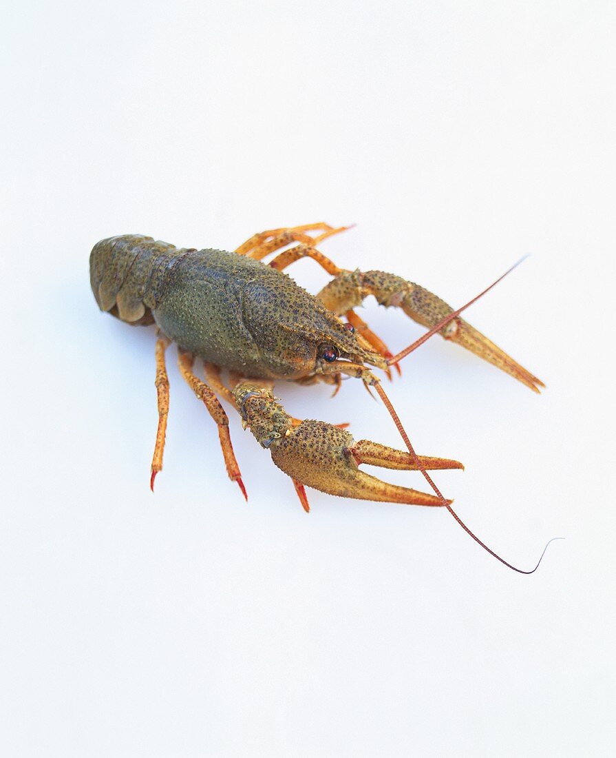 A European freshwater crayfish