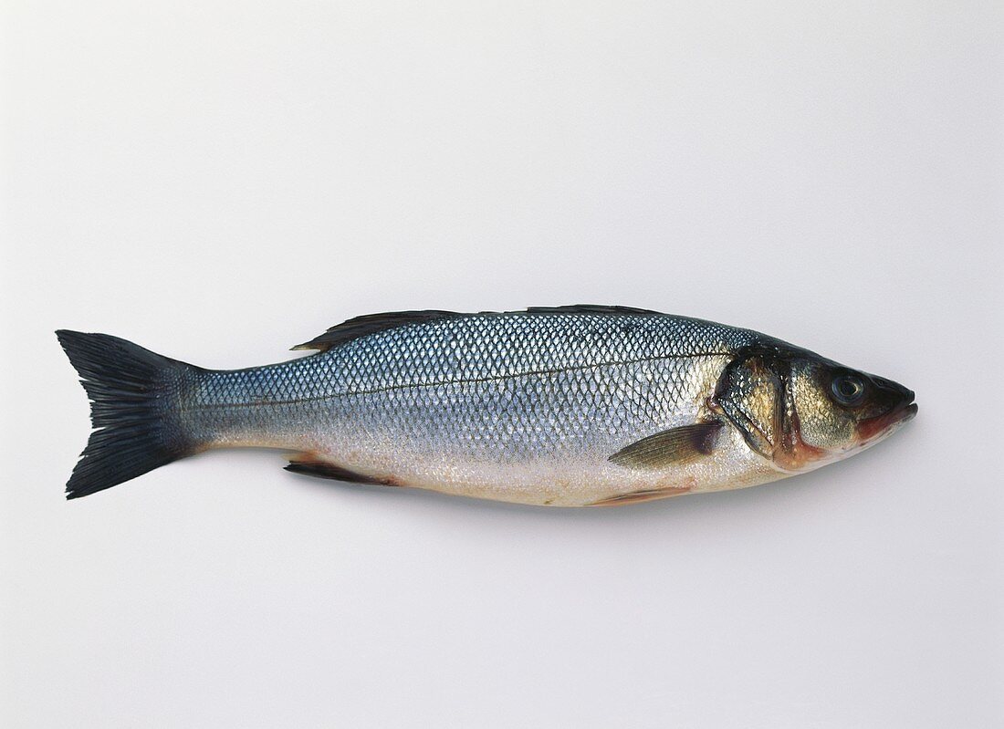 A sea bass (Dicentrarchus labrax)