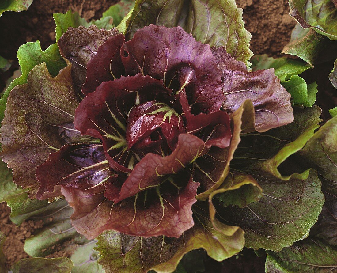 Radicchio im Garten