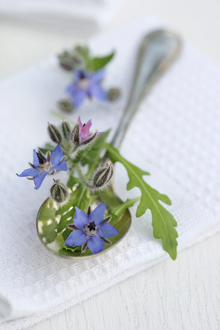 Borretschblüten und Rucola auf einem Silberlöffel