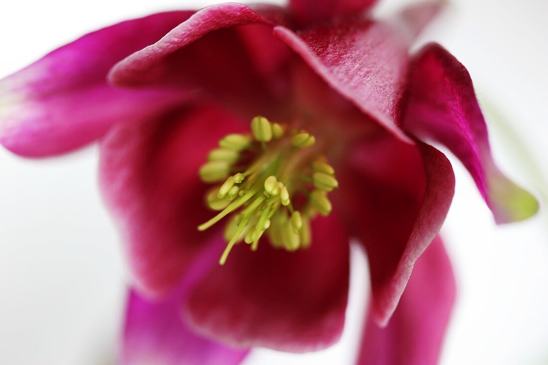 Aquilegia