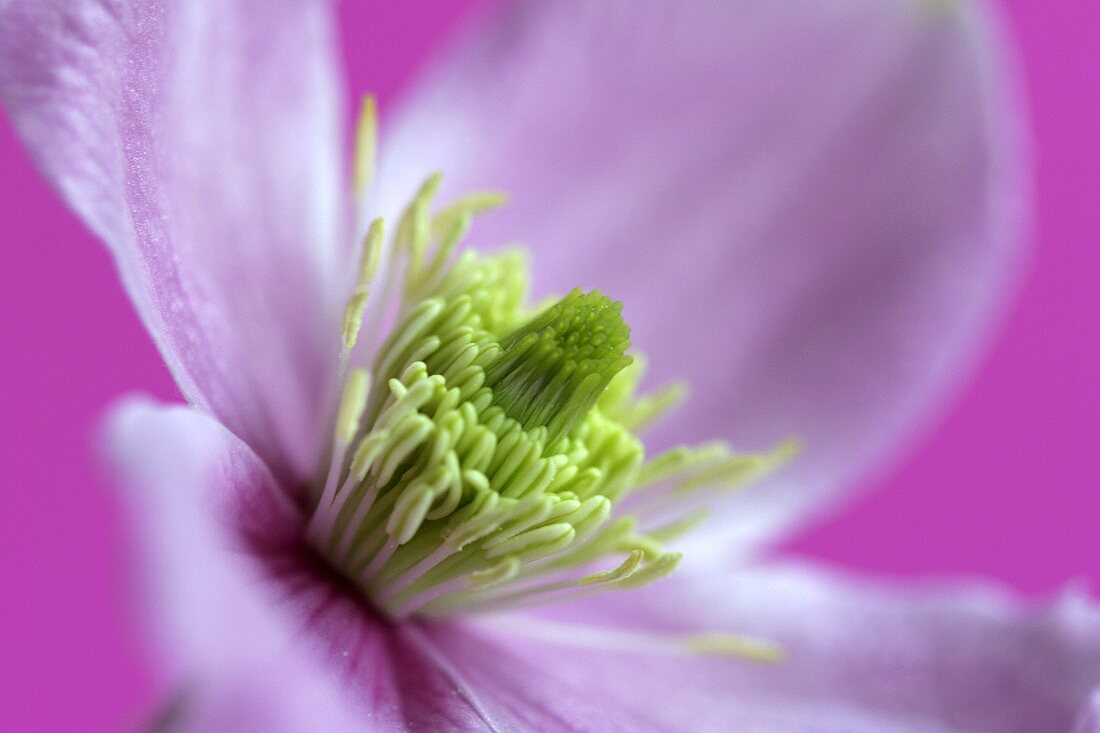 Clematis