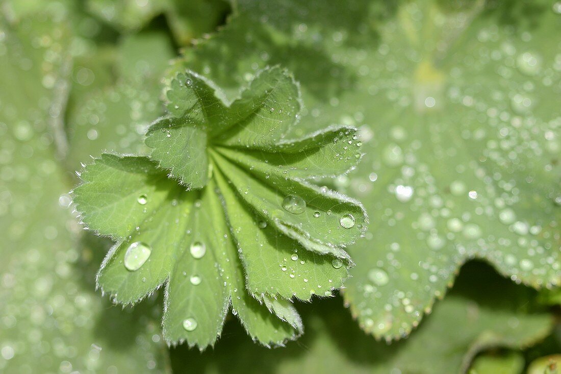 Lady's mantle leaves with drops of water