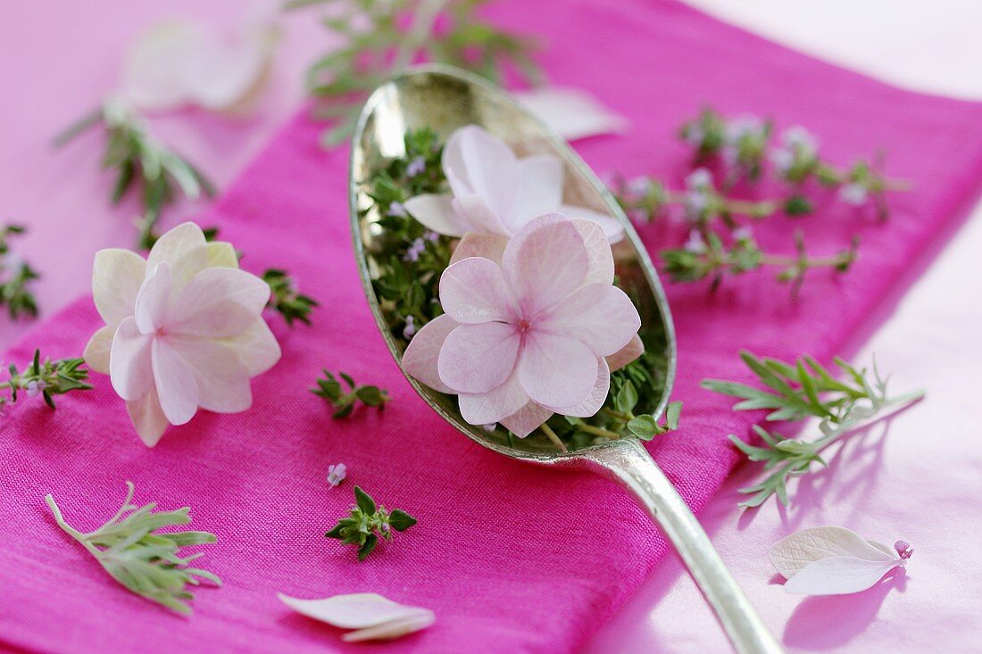Hydrangea flowers and thyme in silver spoon