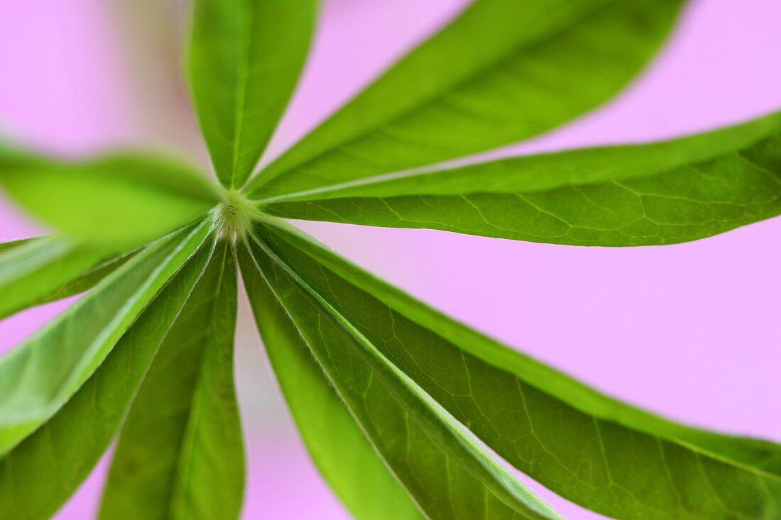 Lupinen-Blatt