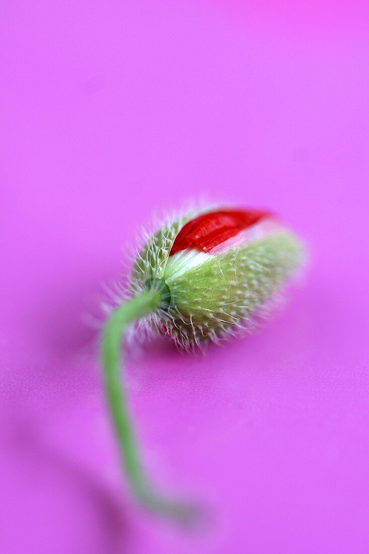 A poppy bud