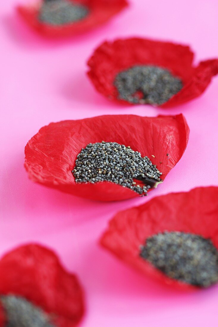Poppy seeds in poppy petals