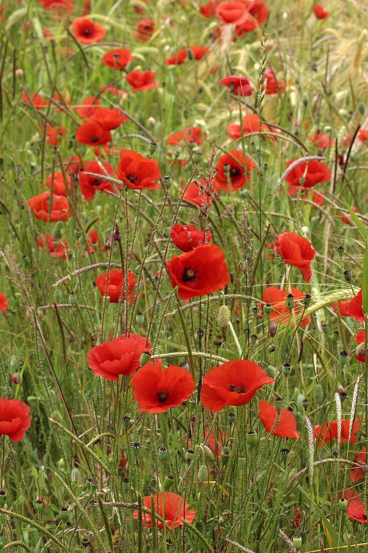 Poppies in the field