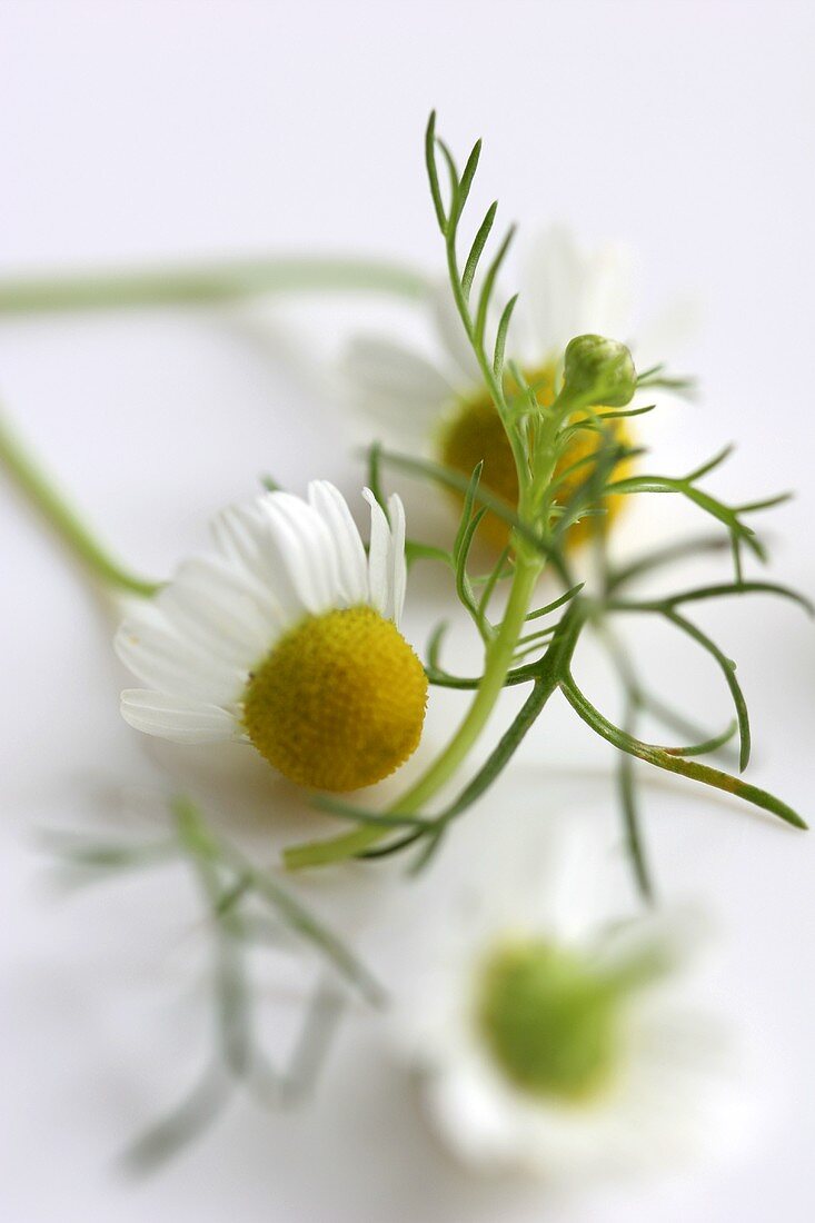 Three chamomile flowers