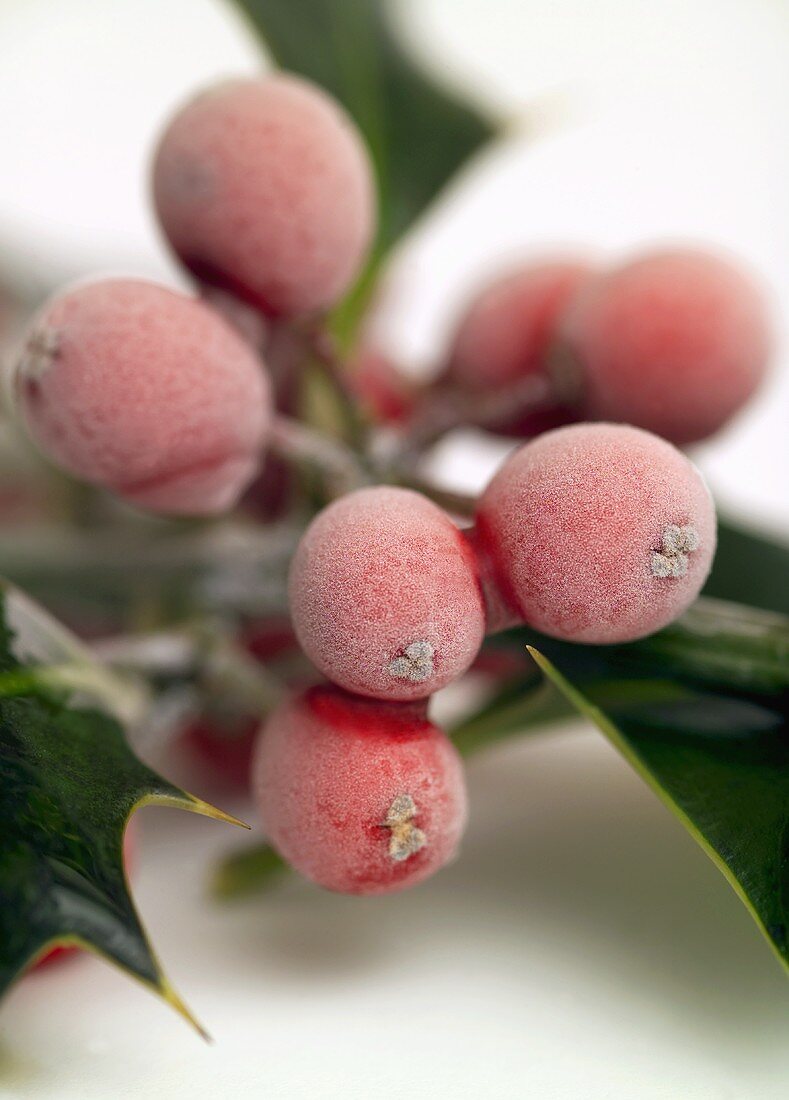 Stechpalmenzweig mit Beeren