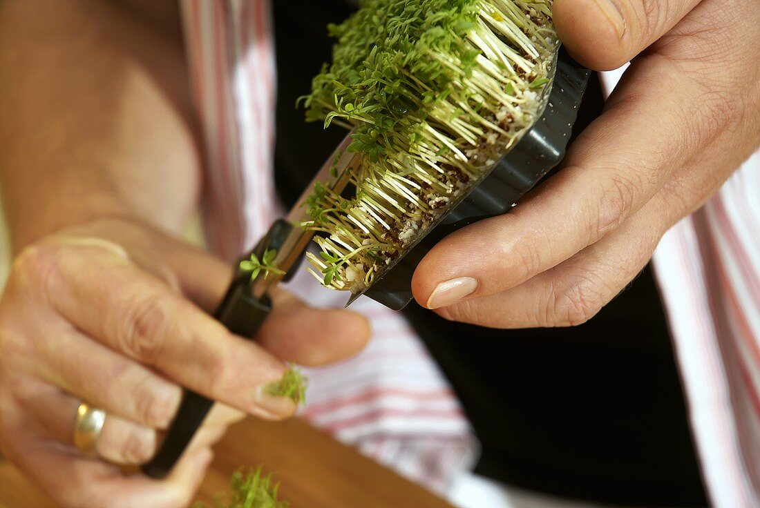 Cutting cress with scissors