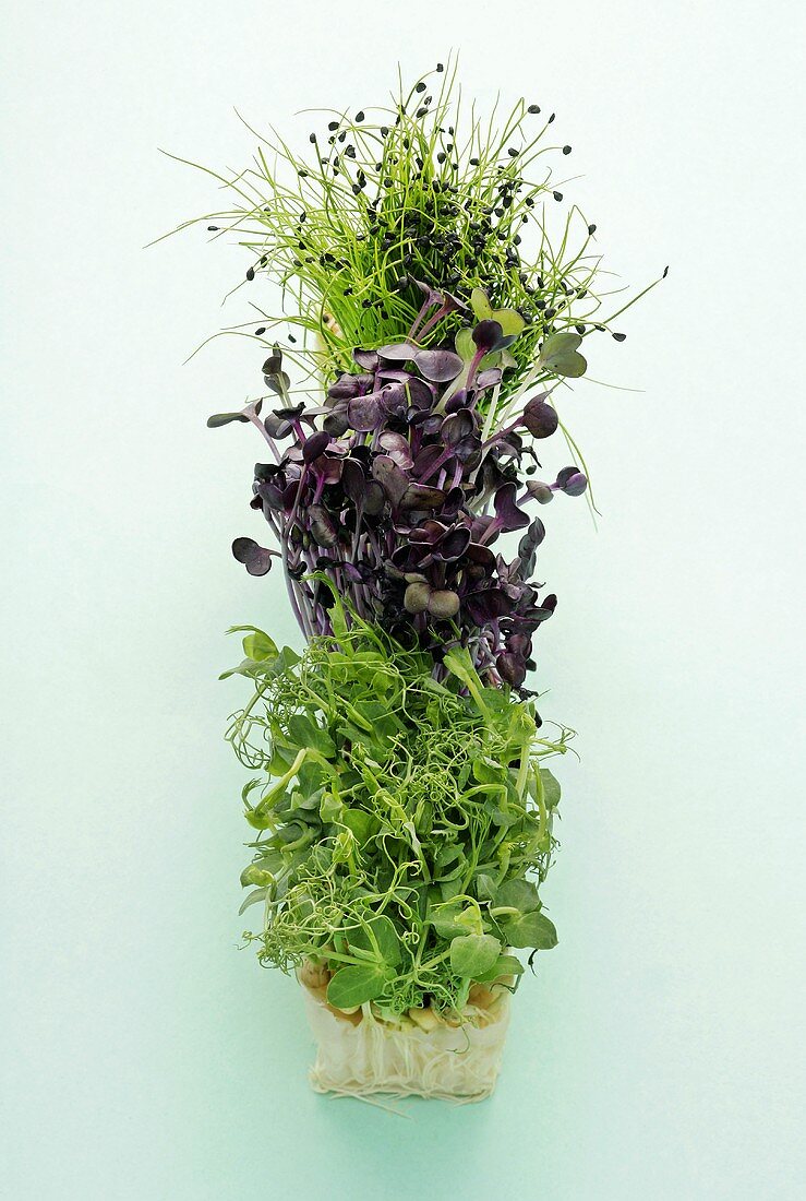 Pea, radish and onion sprouts