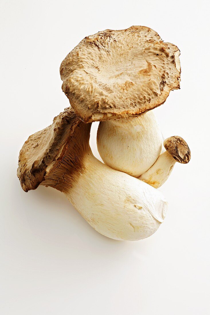 Three king oyster mushrooms