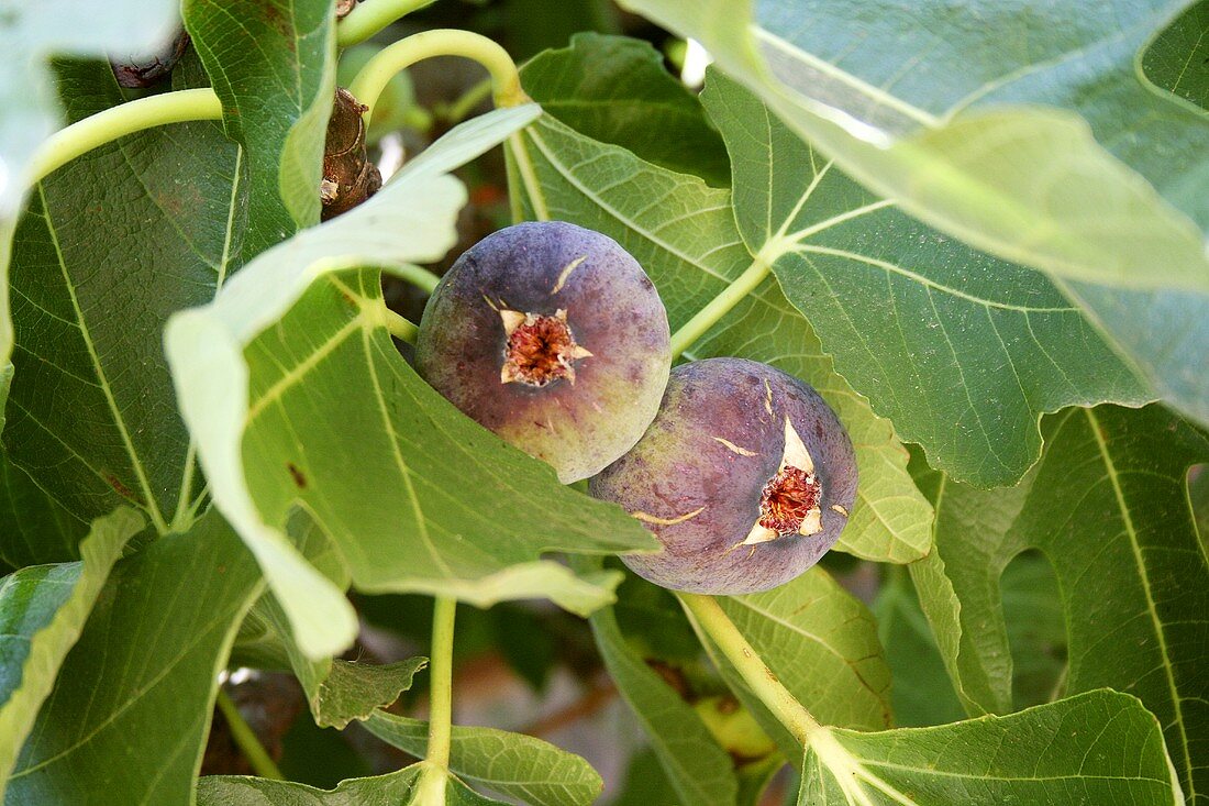 Fresh figs on the tree