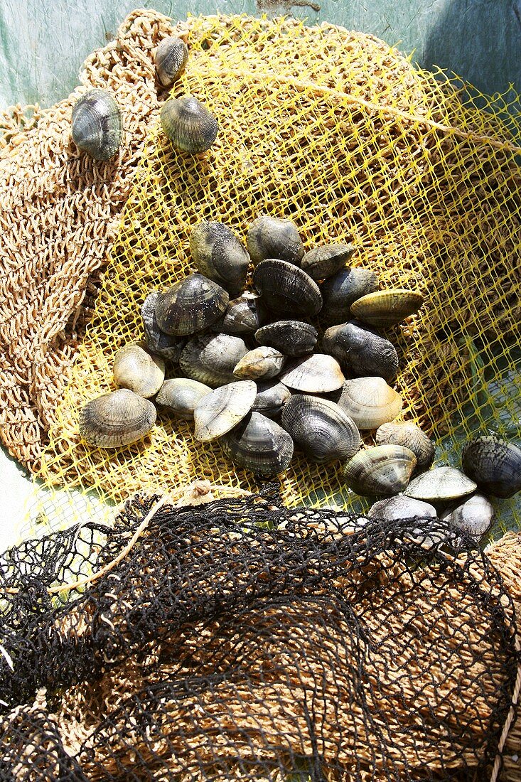 Fresh clams on a net