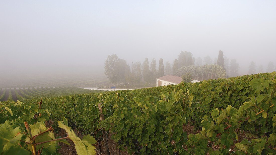 Blick über Weinberg und Weingut (Frankreich)