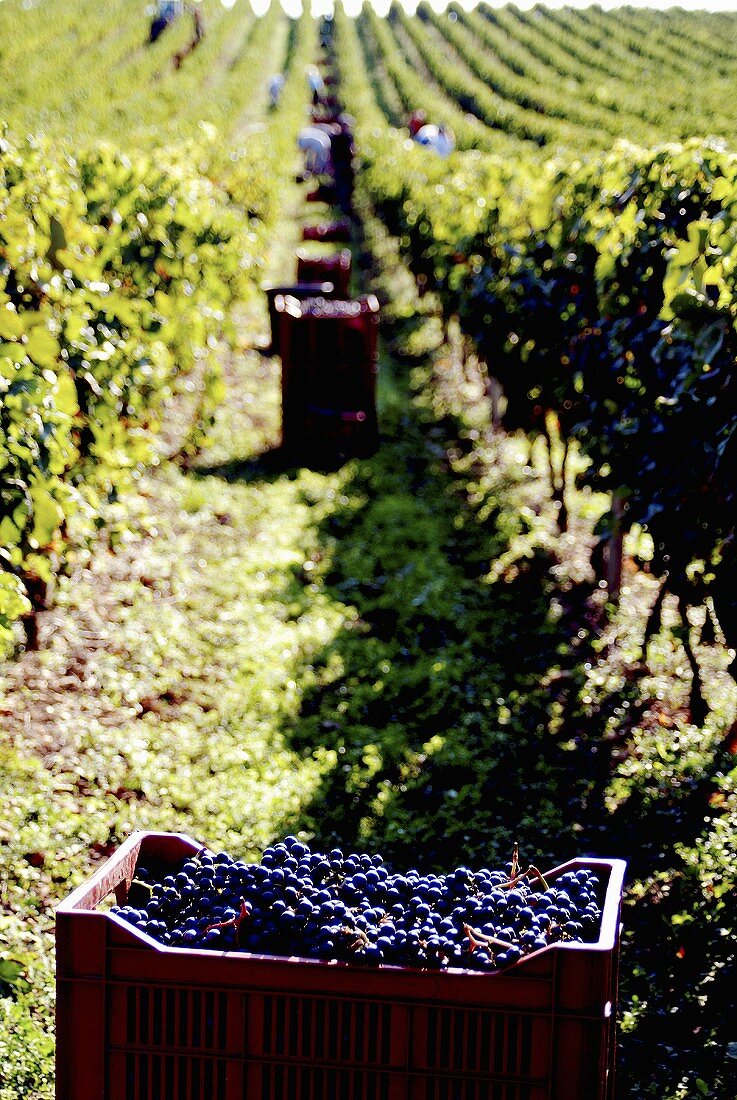 Picking Merlot grapes in France