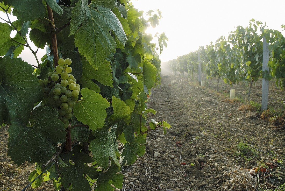Chardonnay-Weintrauben in einem Weinberg in Frankreich