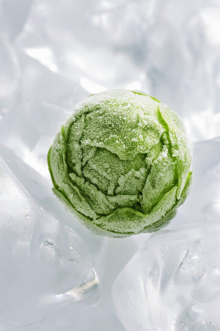 A frozen Brussels sprout on ice