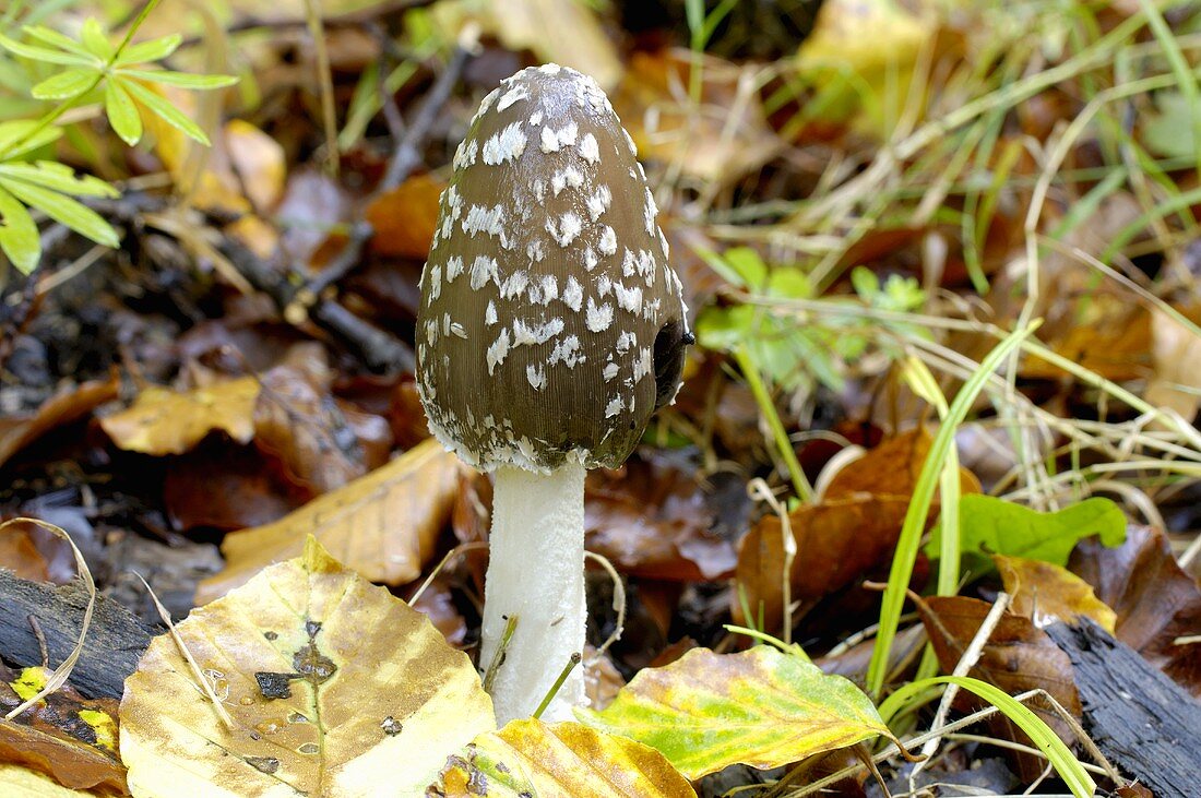 Magpie inkcap (Coprinus picaceus)