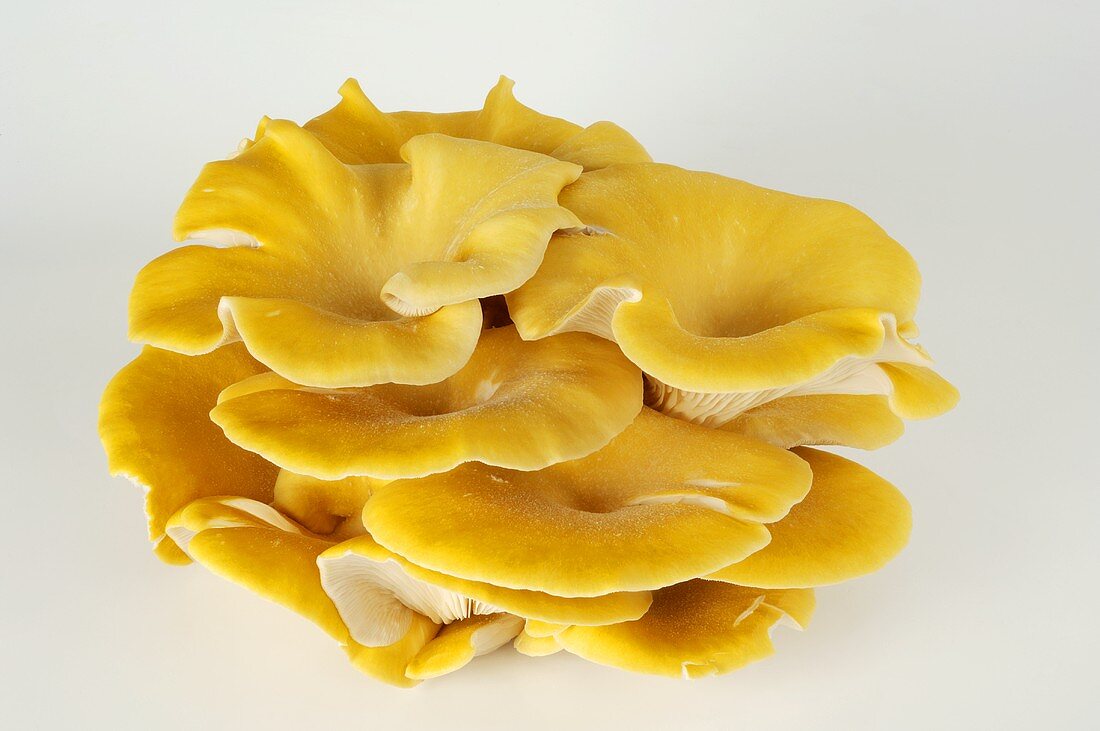 Branched oyster mushrooms