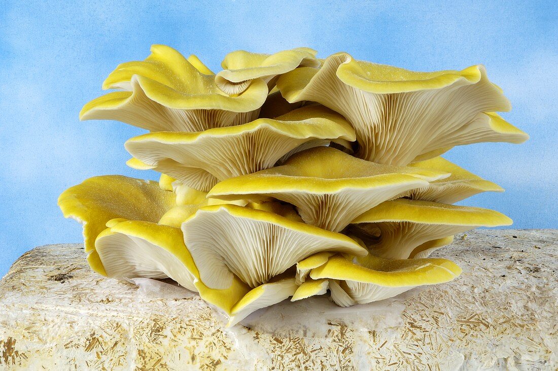 Branched oyster mushrooms
