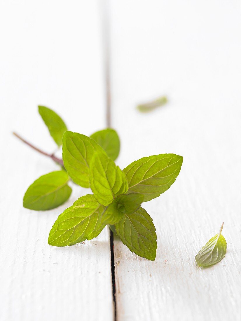 A sprig of mint