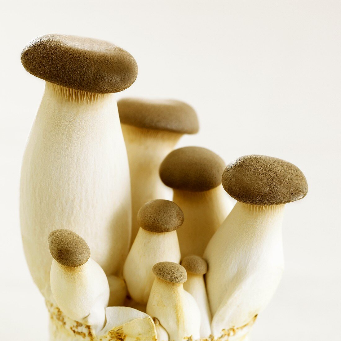 Austernpilze der Sorte 'King Oyster Mushrooms'