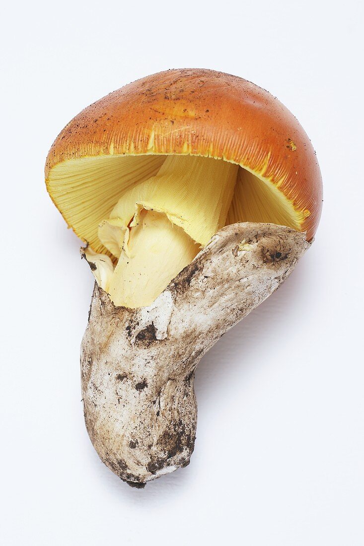 A Caesar's mushroom