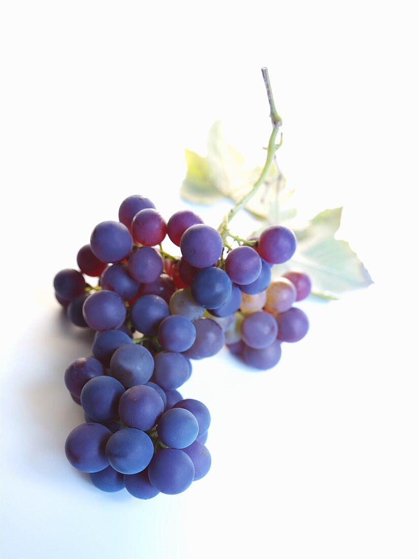 Purple grapes