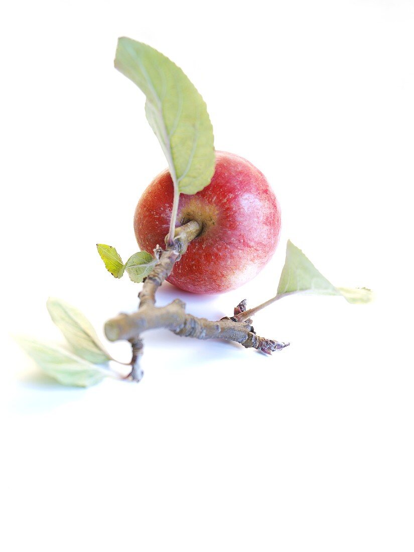 An apple with a twig