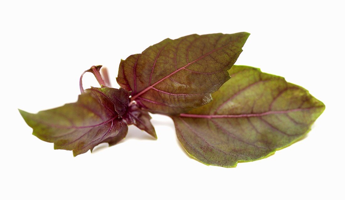 Purple basil