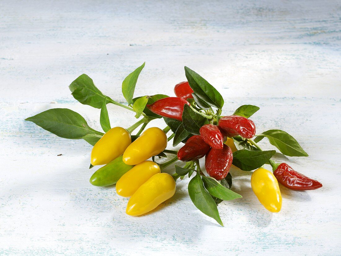 Red, yellow and green chillies on stalk