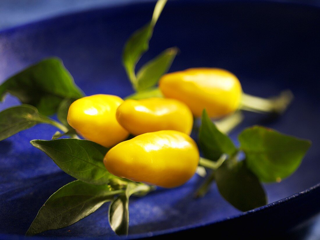 Yellow chillies on stalk