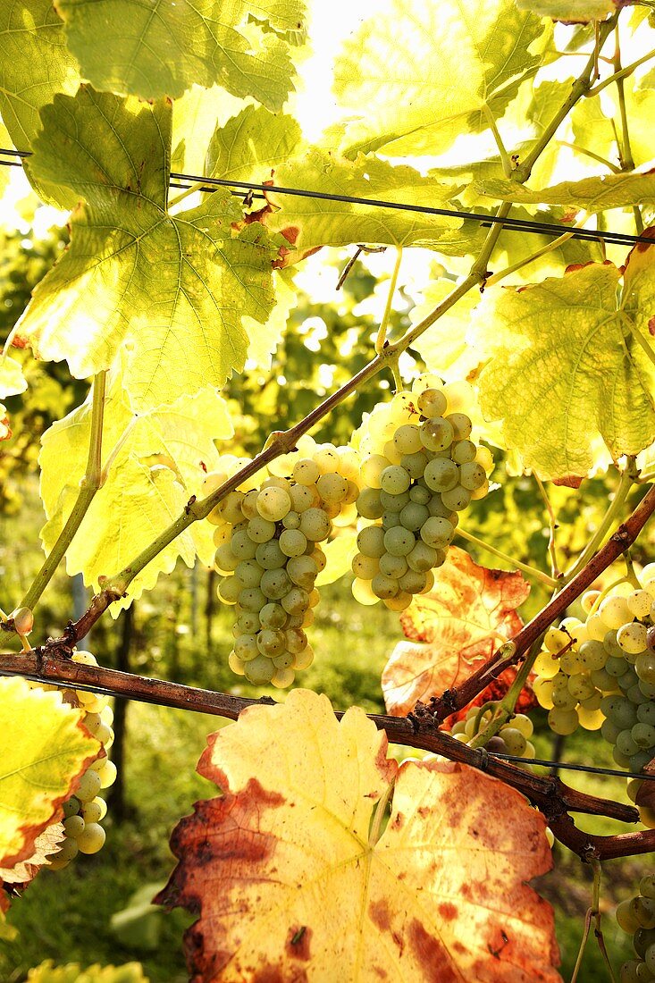 Silvaner-Trauben zwischen Weinblättern an der Rebe