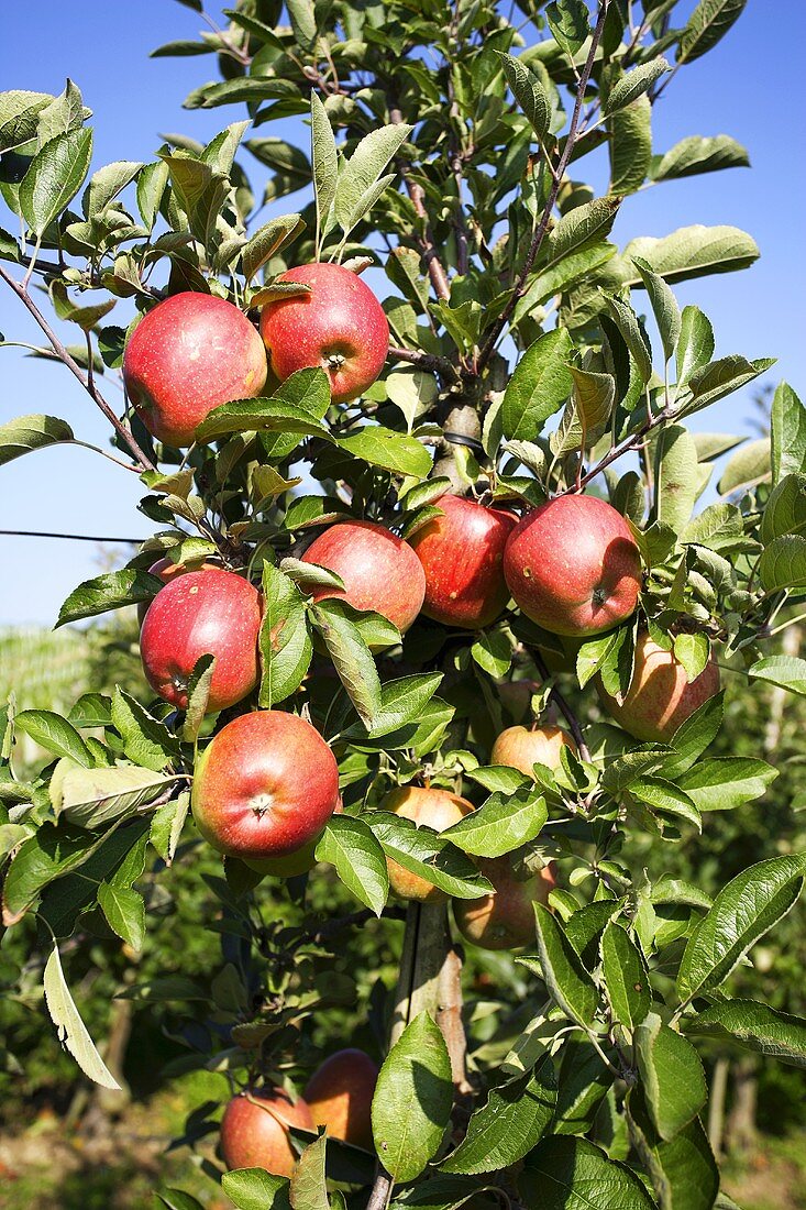 Braeburn apples on the tree