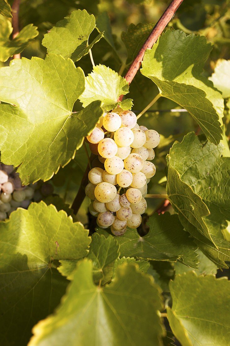 Silvaner-Trauben zwischen Weinblättern an der Rebe