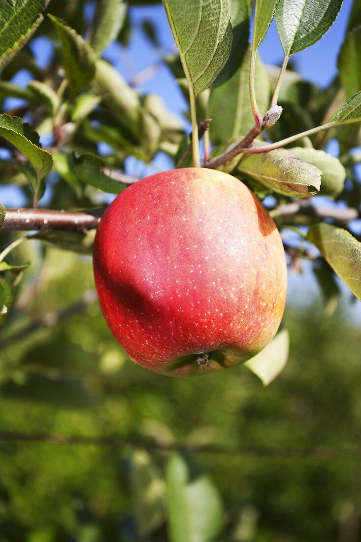Ein Apfel der Sorte Braeburn am Baum