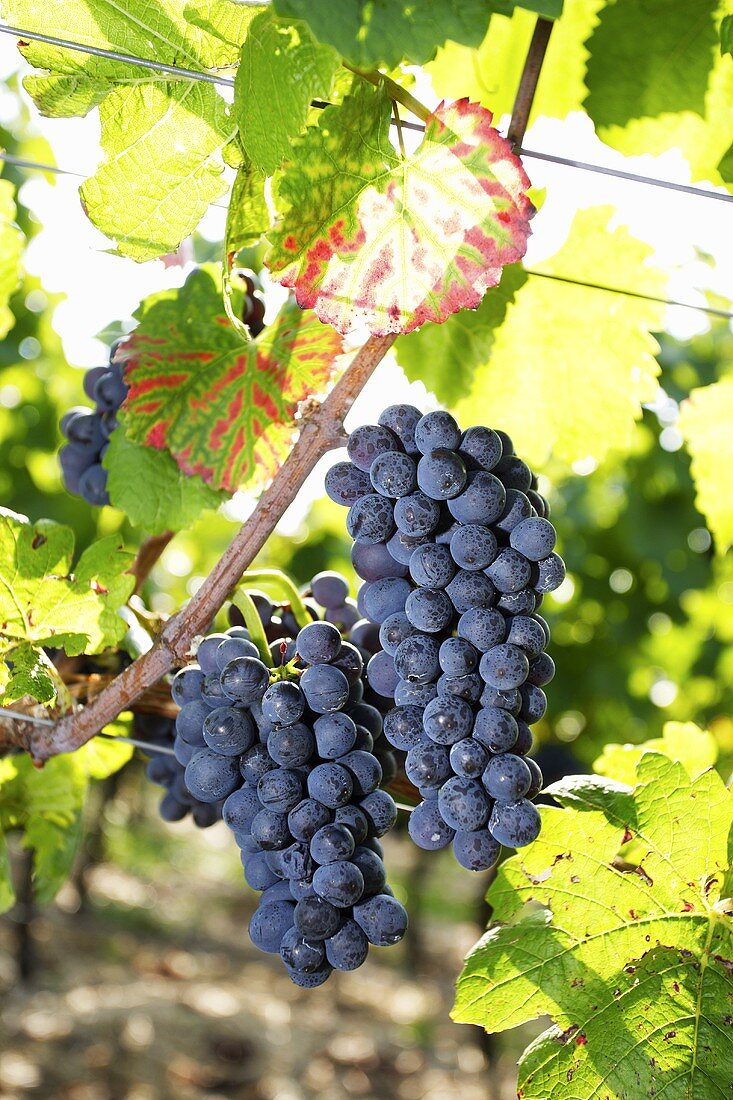 Spätburgunder-Trauben an der Rebe in einem Weinberg